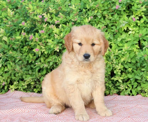 Golden Retriever Puppies For Sale in Chennai