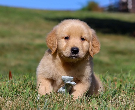 Golden Retriever Puppies For Sale in Kolkata