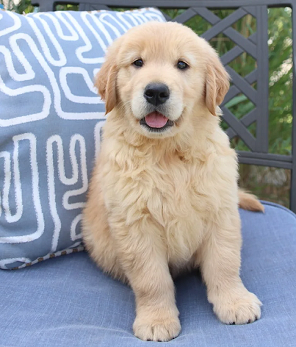 Golden Retriever Puppies For Sale in Hyderabad