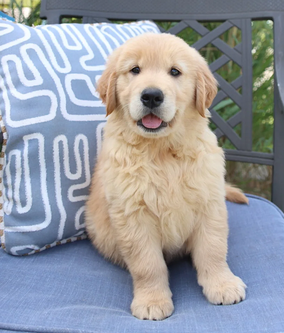 Golden Retriever Puppies For Sale in Pune