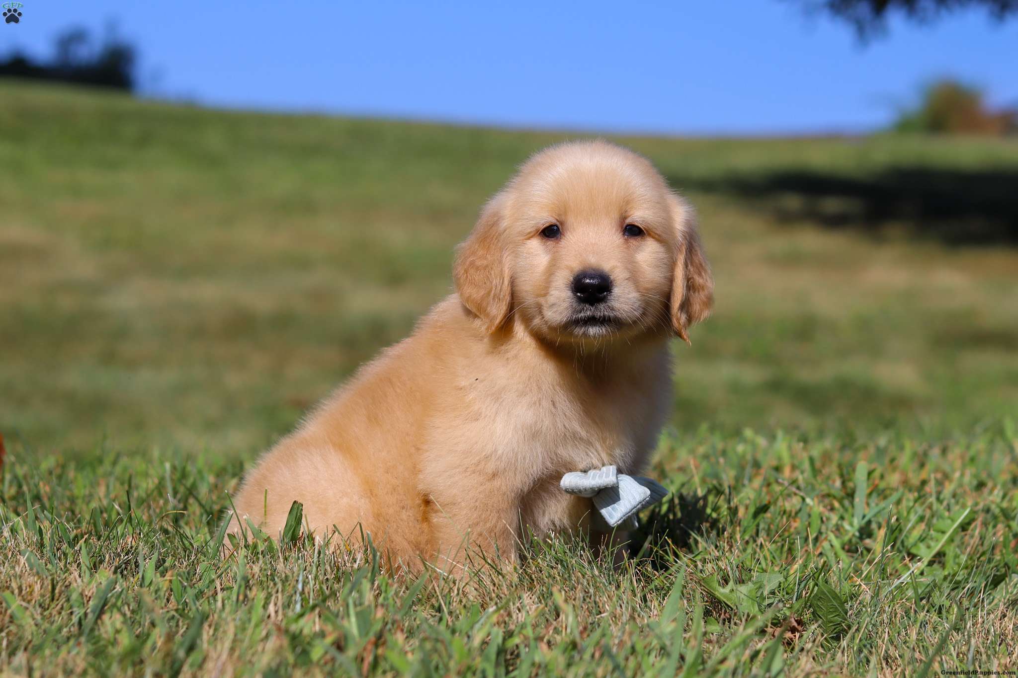 Golden Retriever Puppies For Sale in Ahmedabad