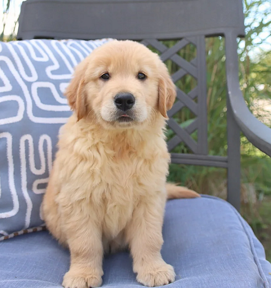 Golden Retriever Puppies For Sale in Jaipur