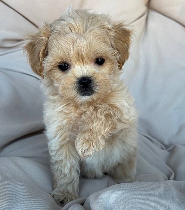 Havanese Puppies For Sale in Varanasi
