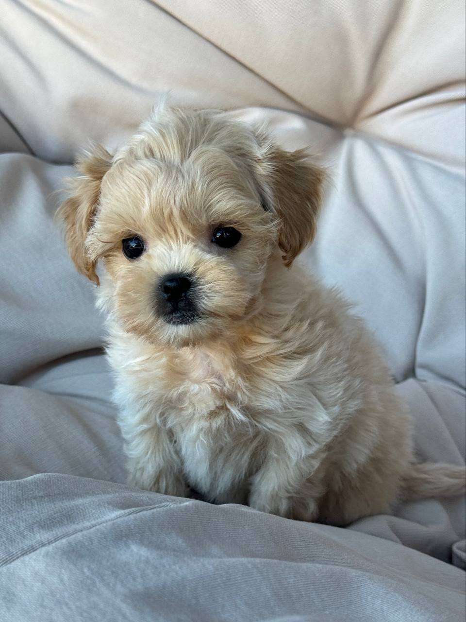 Havanese Puppies For Sale in Surat