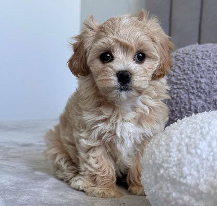 Havanese Puppies For Sale in Goa