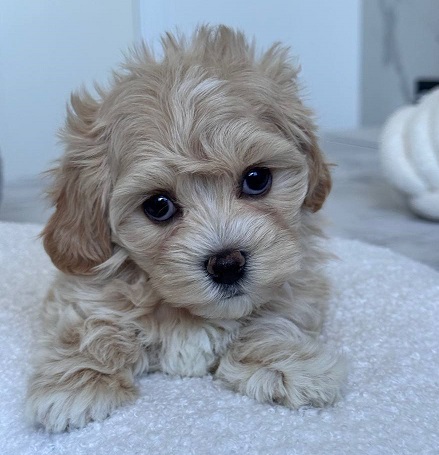 Havanese Puppies For Sale in Amritsar