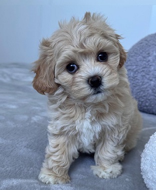 Havanese Puppies For Sale in Chandigarh