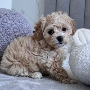 Havanese Puppies For Sale in Shimla
