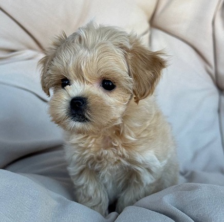 Havanese Puppies For Sale in Madurai