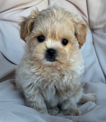 Havanese Puppies For Sale in Gurugram