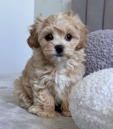 Havanese Puppies For Sale in Noida