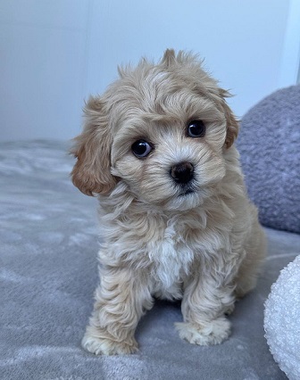 Havanese Puppies For Sale in Thiruvananthapuram