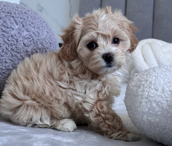 Havanese Puppies For Sale in Bangalore