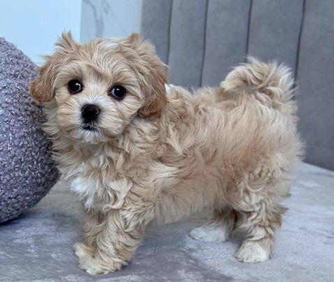 Havanese Puppies For Sale in Bhubaneswar