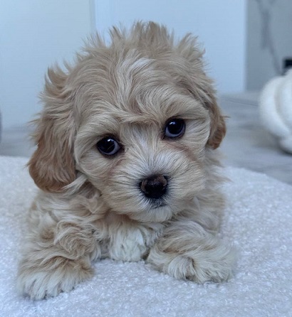 Havanese Puppies For Sale in Chennai