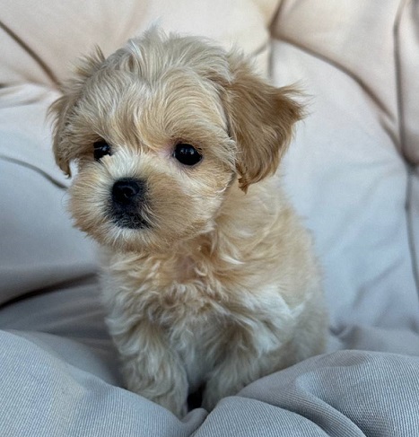 Havanese Puppies For Sale in Kolkata