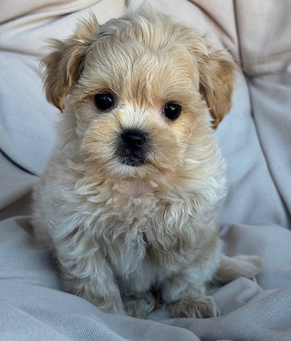 Havanese Puppies For Sale in Hyderabad