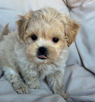 Havanese Puppies For Sale in Pune