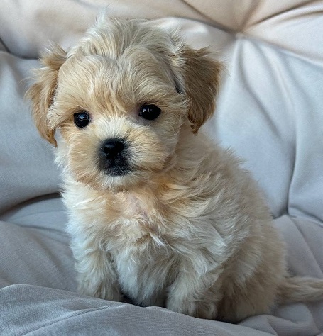 Havanese Puppies For Sale in Ahmedabad