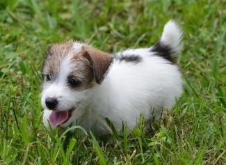 Jack Russell Terrier for Sale in Agra