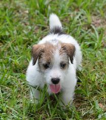 Jack Russell Terrier for Sale in Varanasi