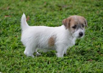 Jack Russell Terrier for Sale in Surat