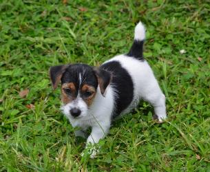 Jack Russell Terrier for Sale in Lucknow