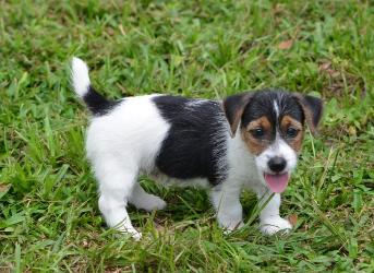 Jack Russell Terrier for Sale in Udaipur