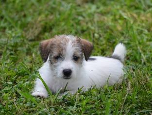 Jack Russell Terrier for Sale in Kochi