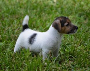 Jack Russell Terrier for Sale in Goa