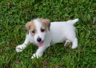 Jack Russell Terrier for Sale in Amritsar