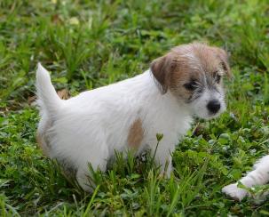 Jack Russell Terrier for Sale in Indore
