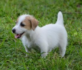 Jack Russell Terrier for Sale in Chandigarh