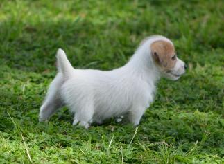 Jack Russell Terrier for Sale in Visakhapatnam