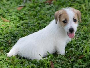 Jack Russell Terrier for Sale in Mysuru