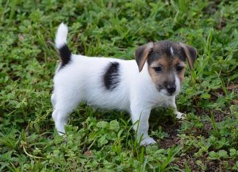 Jack Russell Terrier for Sale in Jodhpur
