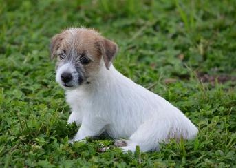 Jack Russell Terrier for Sale in Rishikesh