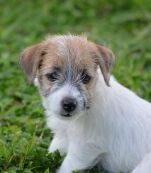 Jack Russell Terrier for Sale in Shimla