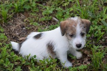 Jack Russell Terrier for Sale in Nagpur