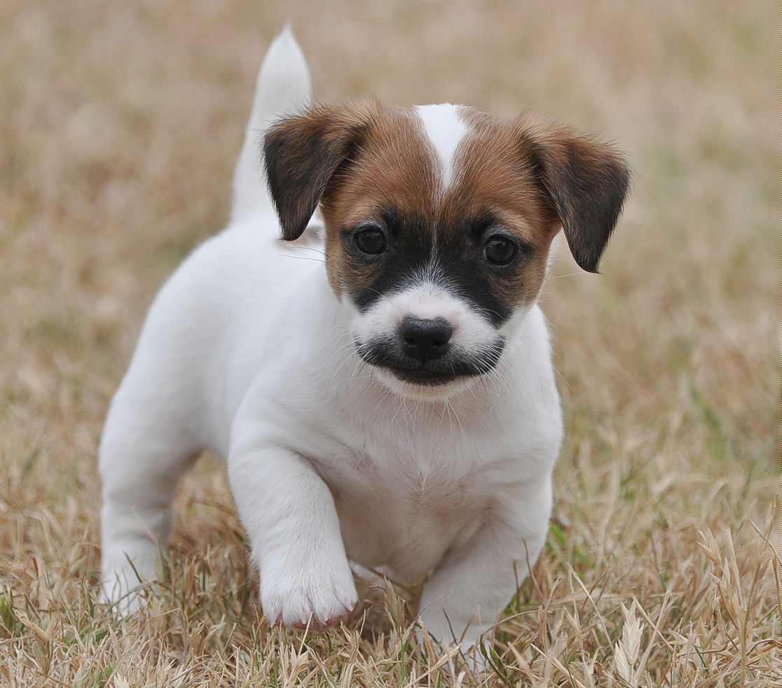 Jack Russell Terrier for Sale in Madurai