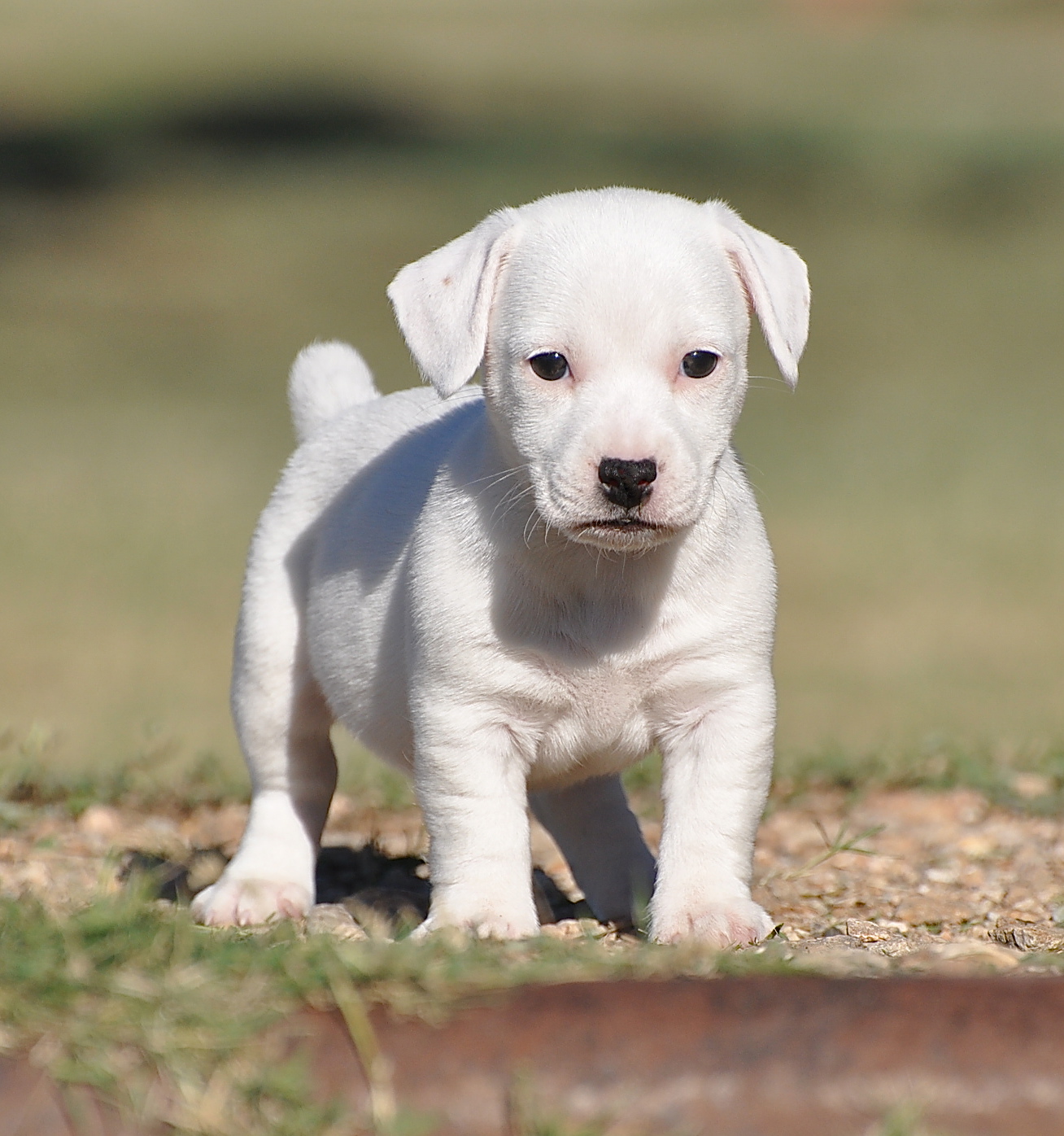 Jack Russell Terrier for Sale in Gurugram