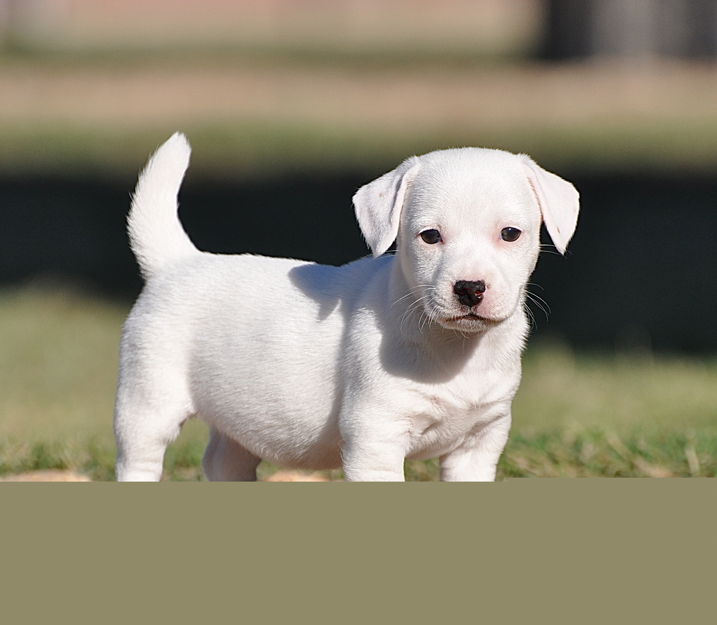 Jack Russell Terrier for Sale in Noida