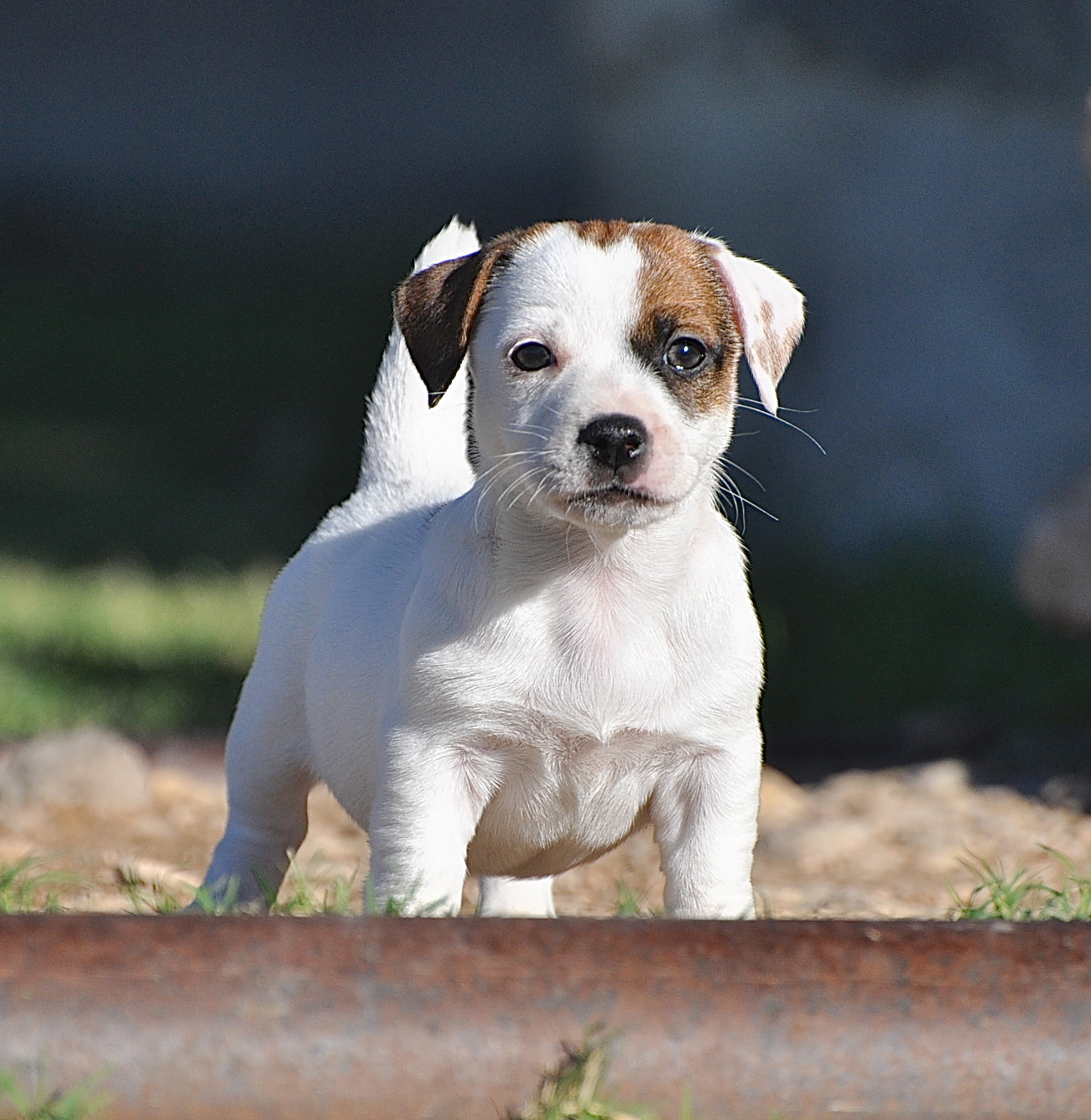 Jack Russell Terrier for Sale in Thiruvananthapuram