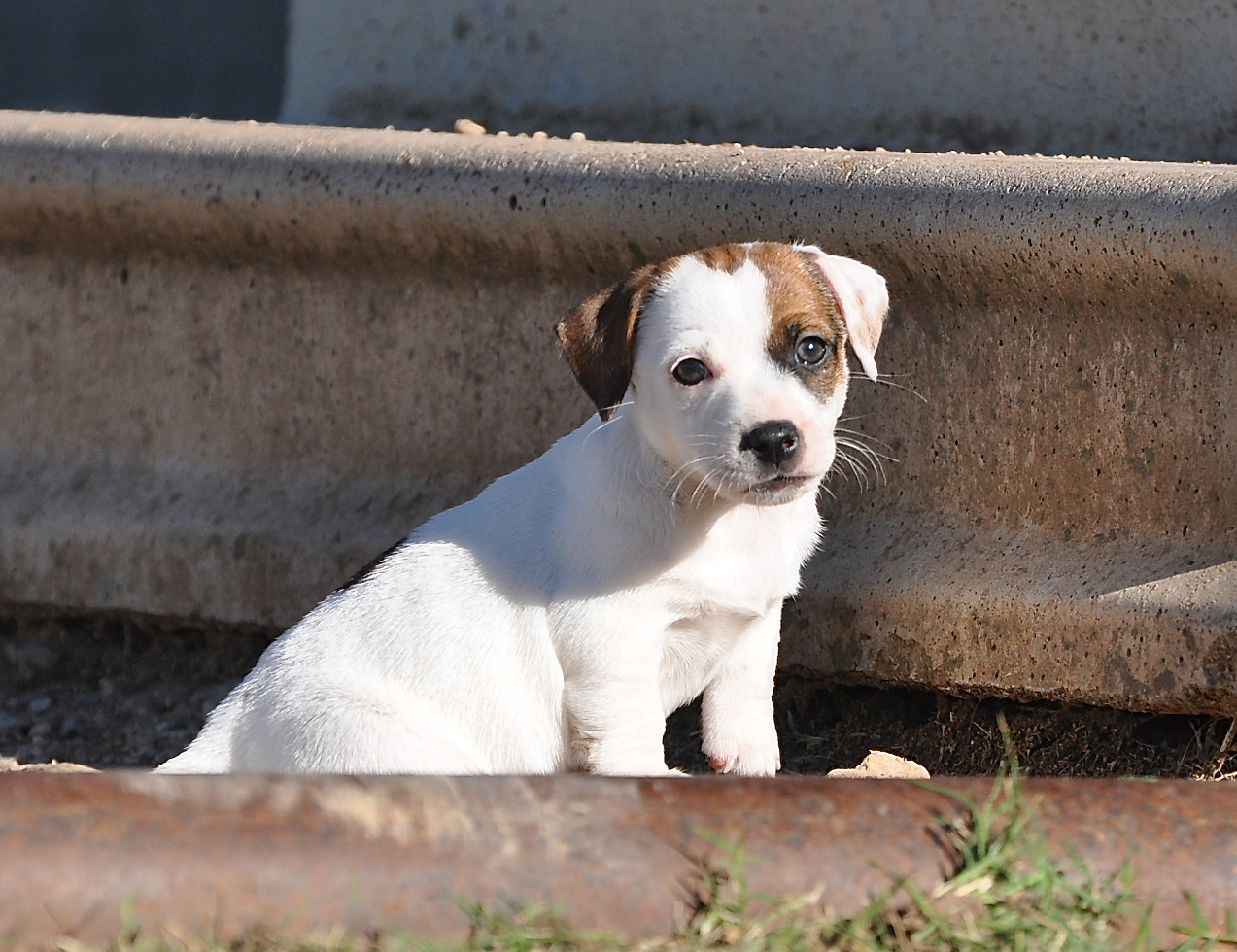 Jack Russell Terrier for Sale in Bhubaneswar