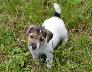 Jack Russell Terrier for Sale in Jaipur