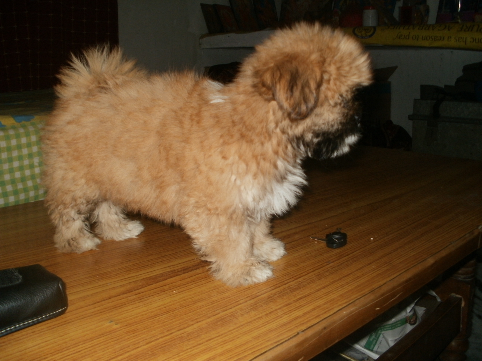 Lhasa Apso for Sale in Ahmedabad