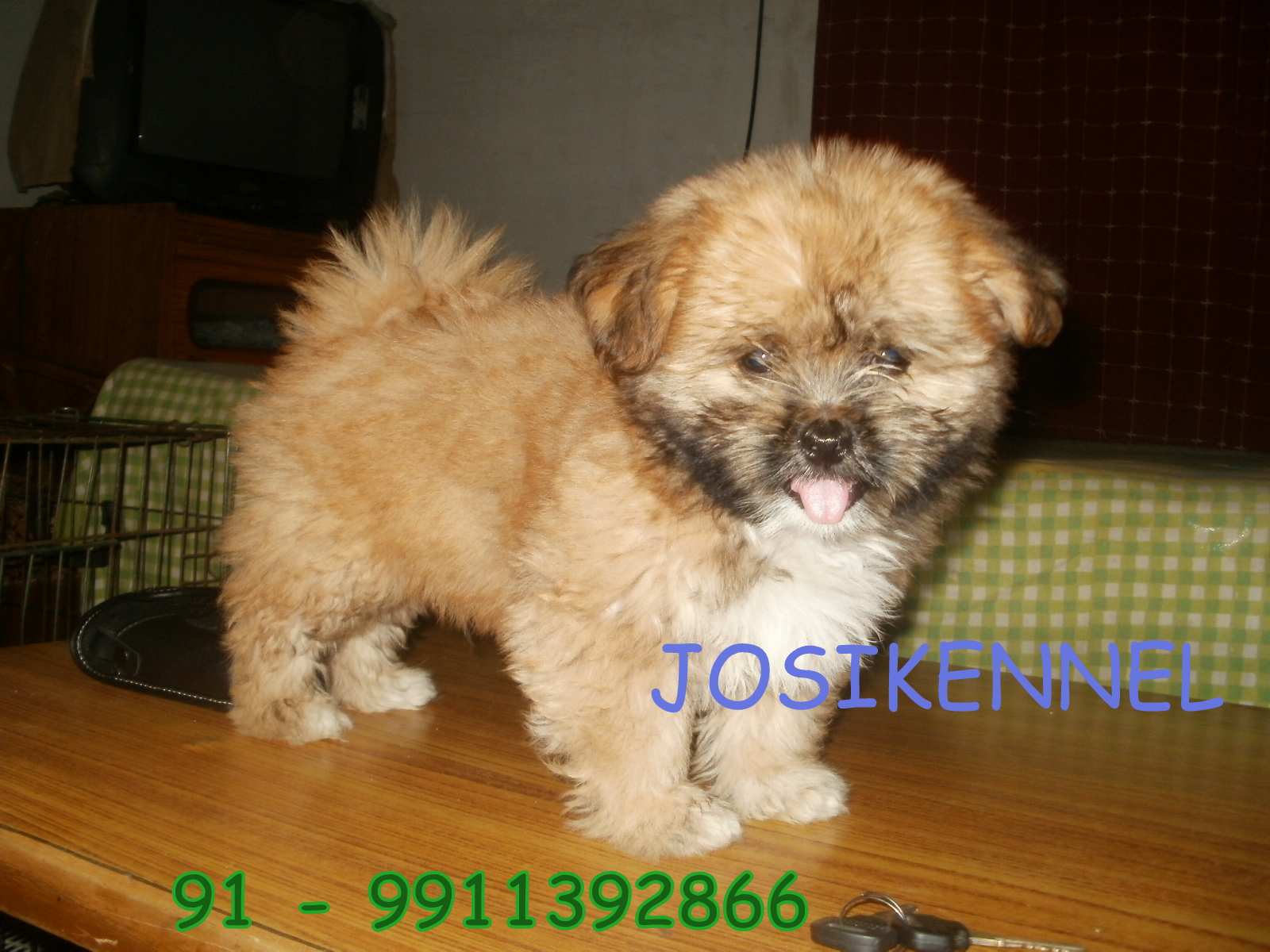 Lhasa Apso for Sale in Thane