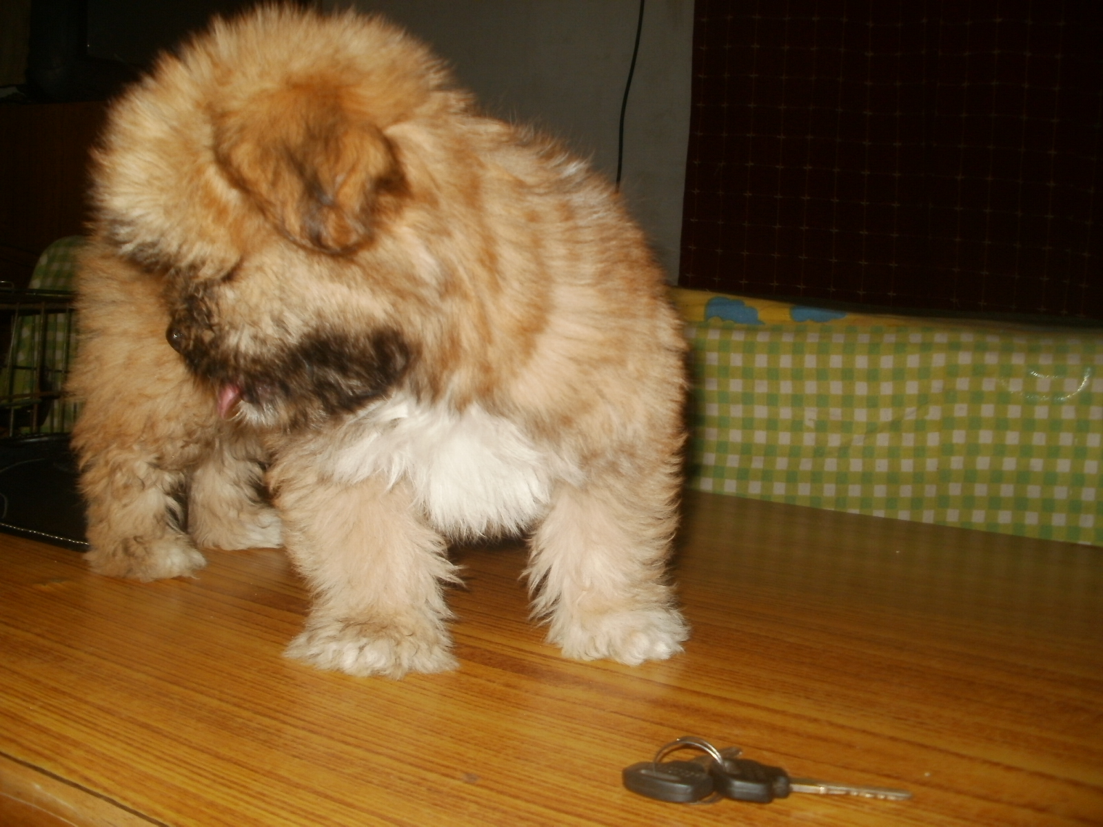 Lhasa Apso for Sale in Dharamshala