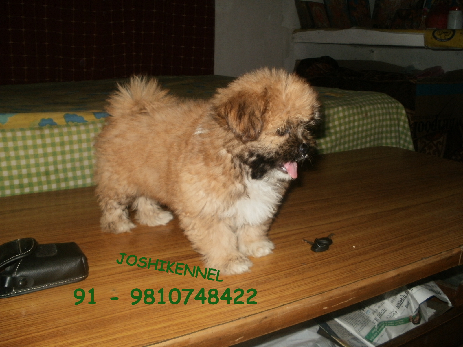 Lhasa Apso for Sale in Dwarka
