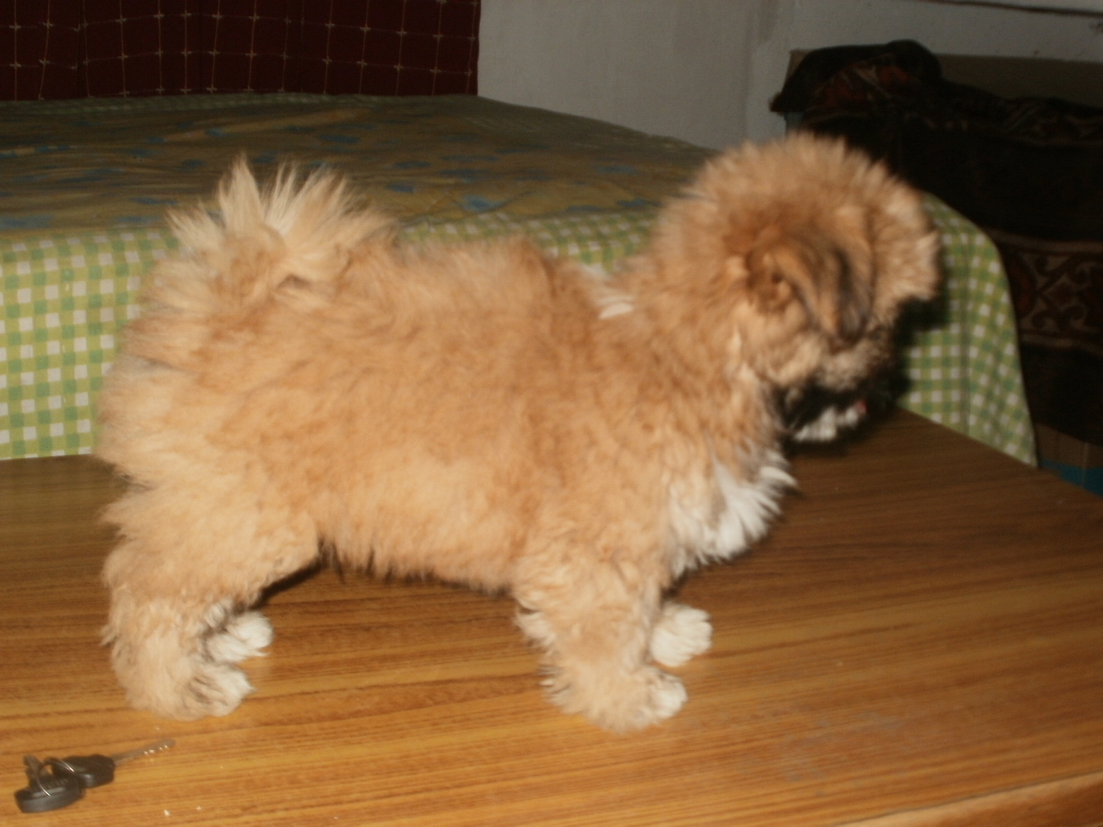 Lhasa Apso for Sale in Mandi